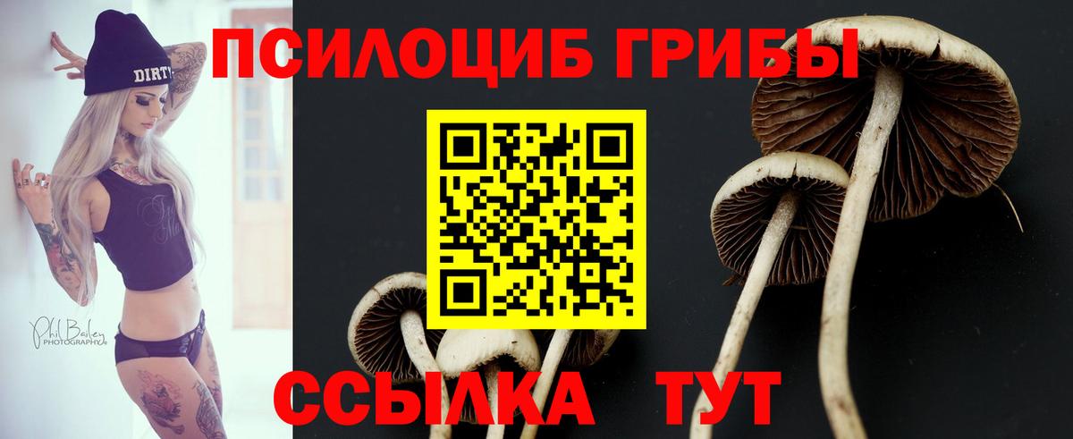Псилоцибиновые грибы Psilocybe  где можно купить наркотик  Алейск  Вход с VPN 